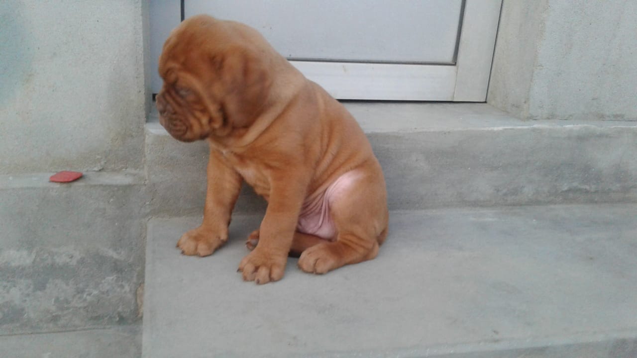 French mastiff